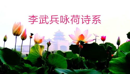 面對荷花，我還能熱淚盈眶